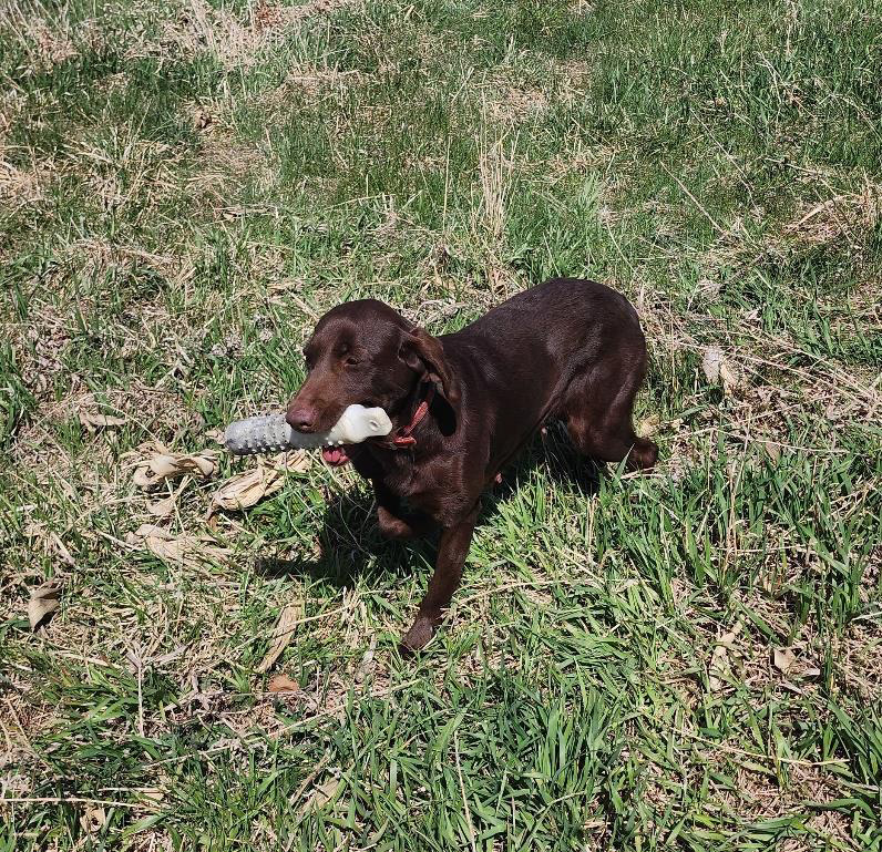 Missy of Red Rooster Retrievers